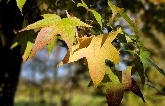 Afbeelding Amberboom 'Lane Roberts' - Liquidambar styraciflua 'Lane Roberts'