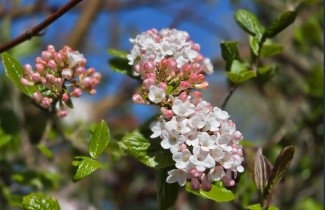 Afbeelding Sneeuwbal Burkwoodii - Viburnum Burkwoodii