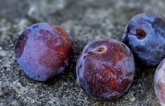 Afbeelding Pruim 'Reine Claude d'Althan' - Prunus domestica 'Reine Claude d'Althan'