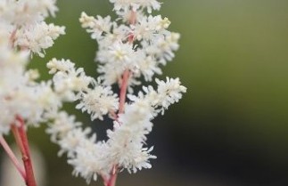 Afbeelding Spirea wit - Astilbe arendsii 'Weisse Gloria'