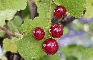 Afbeelding Rode bes 'Jonkheer van Tets' - Ribes rubrum 'Jonkheer van Tets'