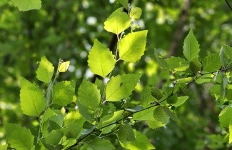 Afbeelding Zwarte Berk - Betula nigra