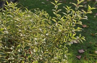 Afbeelding Weigela 'Variegata' - Weigela florida 'Variegata'