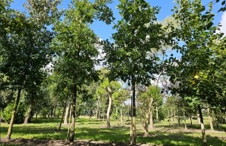 Afbeelding Moseik - Quercus cerris