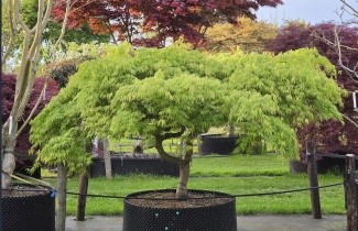 Afbeelding Japanse Esdoorn 'Dissectum' - Acer palmatum 'Dissectum'