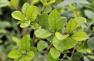 Afbeelding Sneeuwvlokkenboom - Chionanthus retusus