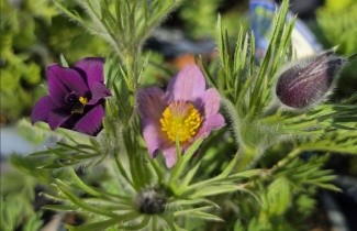 Afbeelding Wildemanskruid violet - Pulsatilla vulgaris per kist á 24 st.