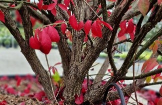 Afbeelding Kardinaalsmuts 'Compactus' - Euonymus alatus 'Compactus'