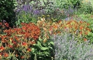 Afbeelding Borderpakket Zon G - Pakket ZG 24 planten
