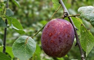 Afbeelding Pruim 'Hauszwetsche'  - Prunus domestica 'Hauszwetsche'