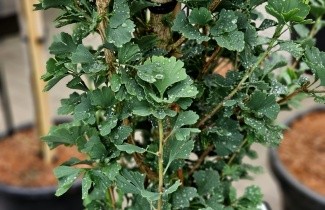 Afbeelding Japanse Notenboom 'Menhir' - Ginkgo biloba 'Menhir'