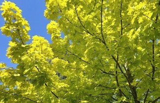 Afbeelding Noorse Esdoorn 'Princeton Gold' - Acer platanoides 'Princeton Gold'