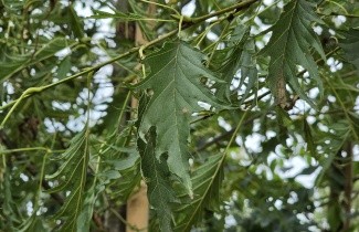 Afbeelding Varenbladige Els - Alnus glutinosa 'Imperialis'