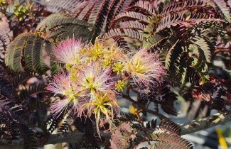 Afbeelding Perzische Slaapboom 'Summer Chocolate' - Albizia julibrissin 'Summer Chocolate'