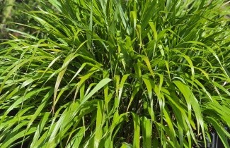 Afbeelding Japans siergras - Hakonechloa macra