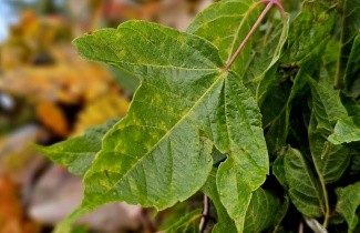 Afbeelding Vederesdoorn - Acer negundo