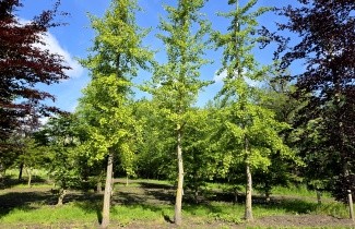 Afbeelding Japanse Notenboom - Ginkgo biloba