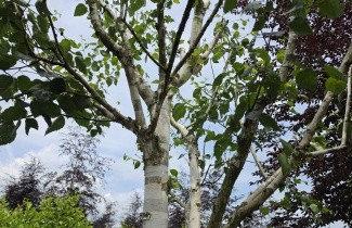 Afbeelding Himalayaberk - Betula utilis 'Doorenbos'