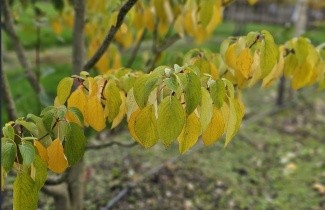 Afbeelding Reuze kornoelje - Cornus controversa