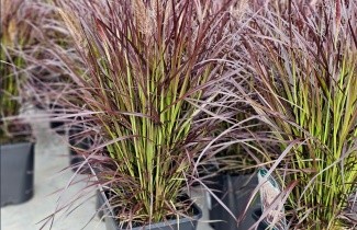 Afbeelding Lampenpoetsersgras 'Rubrum Dwarf' - Pennisetum setaceum 'Rubrum Dwarf'