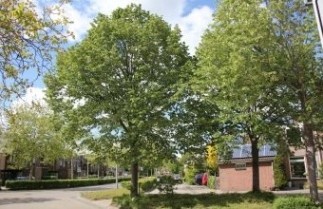 Afbeelding Zilverlinde - Tilia tomentosa