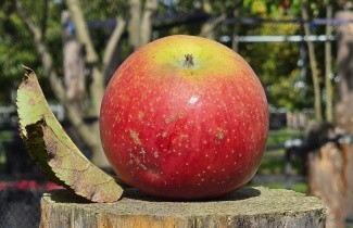 Afbeelding Appel 'Jonagold' - Malus domestica 'Jonagold'