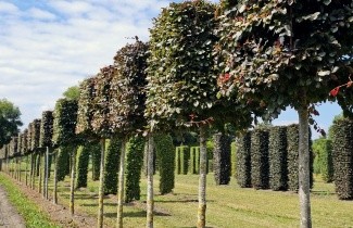 Afbeelding Rode beuk - Fagus sylvatica 'Atropunicea'