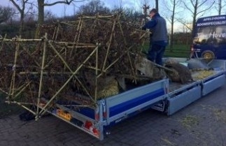 Afbeelding Haagbeuk - Carpinus betulus