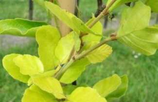 Afbeelding Zuilbeuk 'Dawyck Gold' - Fagus sylvatica 'Dawyck Gold'
