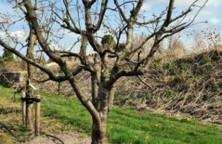 Afbeelding Kweepeer 'Vranja' - Cydonia oblonga 'Vranja'