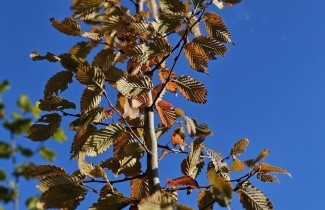 Afbeelding Haagbeuk 'Rockhampton Red' - Carpinus bet. 'Rockhampton Red'