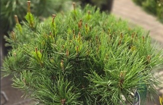 Afbeelding dwergvorm Pinus Mugo - Pinus mugo 'Pumilio'