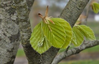 Afbeelding Beuk 'Zlatia' - Fagus sylvatica 'Zlatia'
