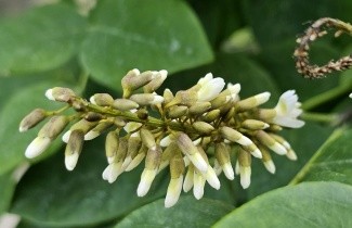Afbeelding Maackia, Amur - Maackia amurensis