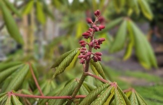 Afbeelding Rode Pavia - Aesculus pavia 'Atrosanguinea'