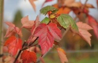 Afbeelding Rode Esdoorn 'Red Sunset' - Acer rubrum 'Red Sunset'