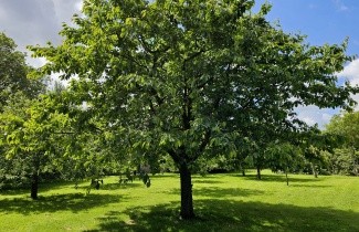 Afbeelding Kers "Bigarreau Burlat" - Prunus avium 'Bigarreau Burlat'