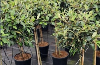 Afbeelding Sneeuwbal 'Eskimo' - Viburnum 'Eskimo'