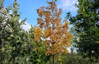 Afbeelding Hongaarse eik - Quercus frainetto