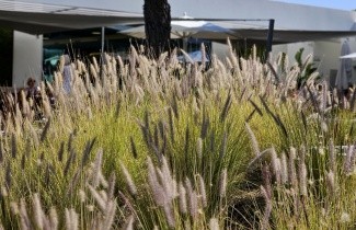 Afbeelding Lampenpoetsersgras alopecuroides - Pennisetum alopecuroides