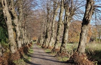 Afbeelding Winterlinde - Tilia cordata