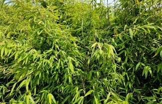 Bamboe kopen? | Ten Hoven Bomen