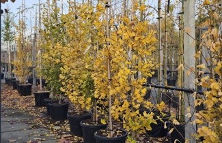 Afbeelding Japanse Notenboom 'Blagon' - Ginkgo biloba fastigiata 'Blagon'