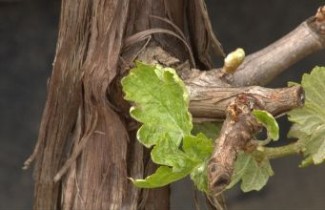 Afbeelding Witte druif 'Bianca' - Vitis vinifera 'Bianca'