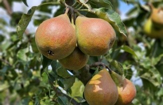 Afbeelding Stoofpeer 'Gieser Wildeman' - Pyrus communis 'Gieser Wildeman'