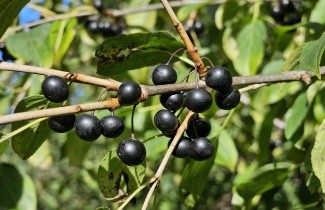 Afbeelding Wegedoorn - Rhamnus cathartica