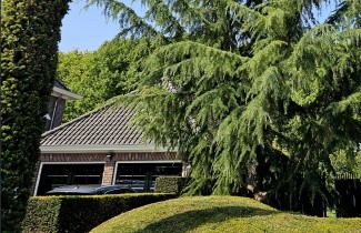 Afbeelding Himalayaceder - Cedrus deodara