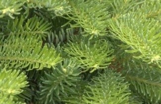 Afbeelding Nobilis spar - Abies procera