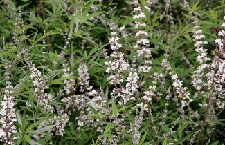 Afbeelding Monnikenpeper 'Albus' - Vitex agnus-castus 'Albus'