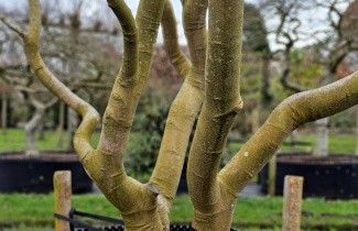 Afbeelding Magnolia soulangeana - Magnolia Soulangeana klimboom